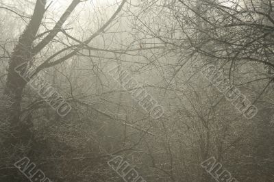 Frozen trees