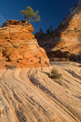 Ponderosa Pine