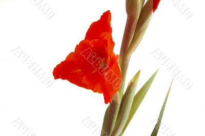 Red Gladiolus