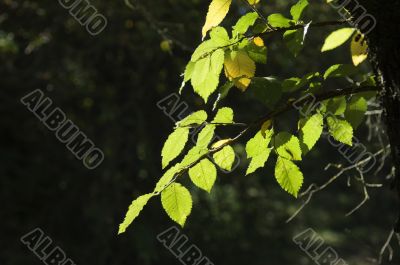 Foliage detail