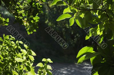 Foliage detail