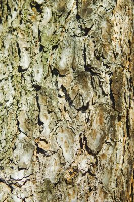Pine bark