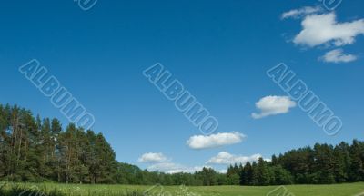 Summer meadow