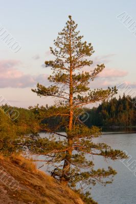 The sunset pine
