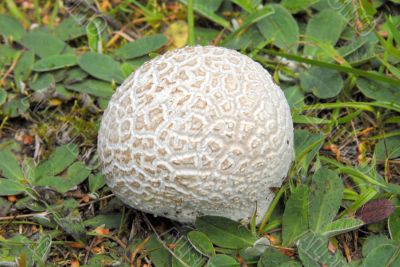 puffball