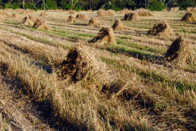 Photo of Hay Sheaf
