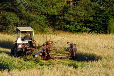 cutting hay