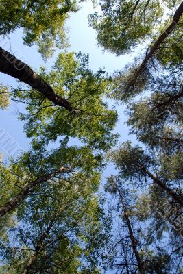 trees with backgound of sky