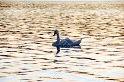 white swan