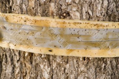Dutch Elm Tree Binding