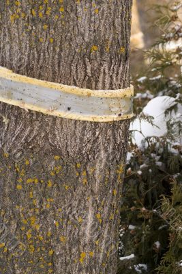 Dutch Elm Tree Binding