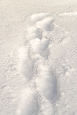 Snowy Footsteps