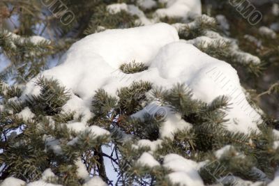Snowy Branches
