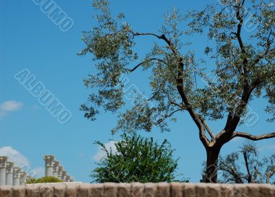 Olive Tree at the Roman Forum