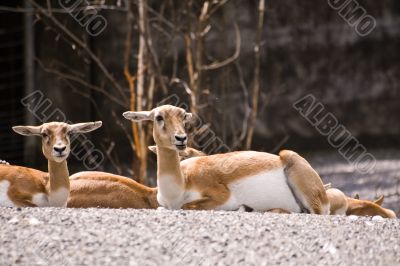 Couple of blackbucks lying on the stones