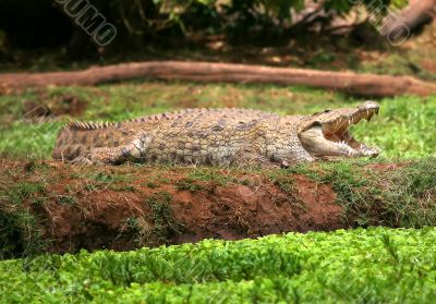 Crocodile