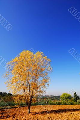 Beautiful golden tree