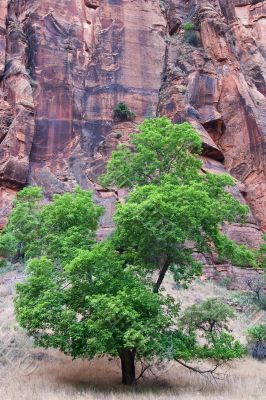 Zion Tree