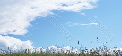Clouds in a grass.