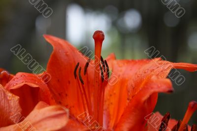 Red raincoat.