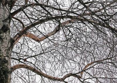 The winter.