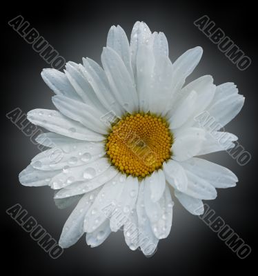 Camomile.