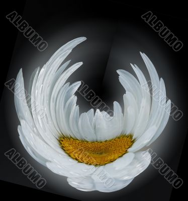 Camomile on wind