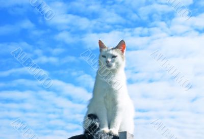 White cat.