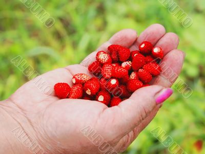 Wood berry.