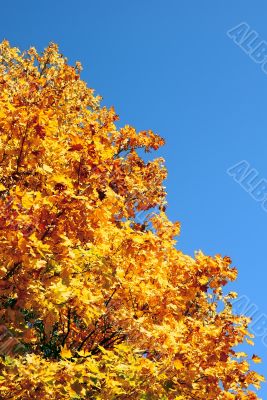 Gold tree.