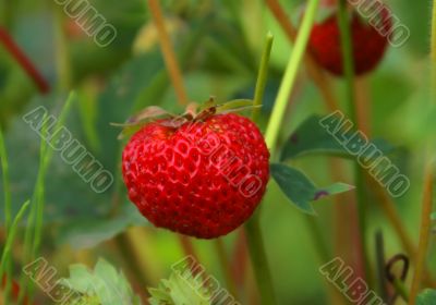 Wild strawberry.
