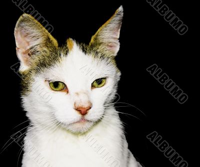 Portrait of a cat.