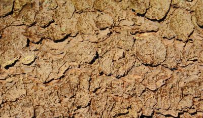 Bark of an old fur-tree.