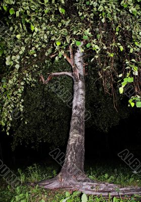 Birch dream.