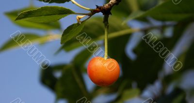 Sweet cherry.