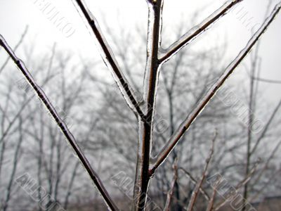Ice-covered branch of a tree in the winter