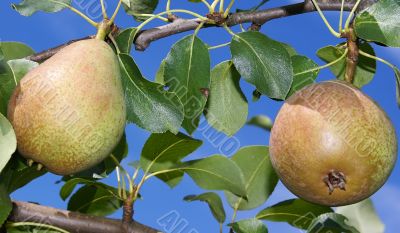 Branch with pears.