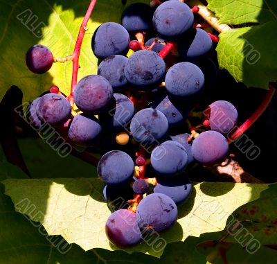 Cluster of grapes.