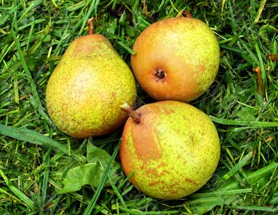 Three pears.