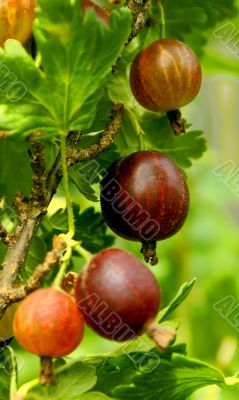 Northern grapes.
