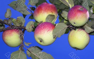 Five apples.