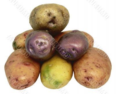 Color potato.
