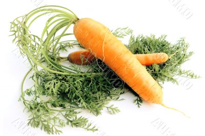 Two carrots.