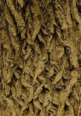 Bark of an old tree.