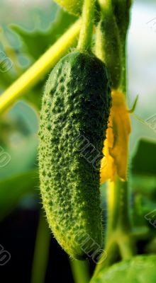 Cucumber  in the nature.