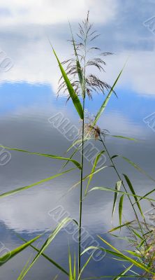 Canes above water.