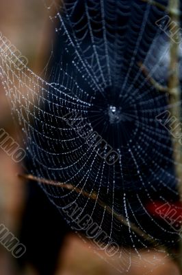 Spider web and drop