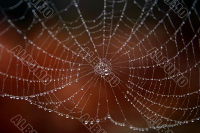 Spider web and drop