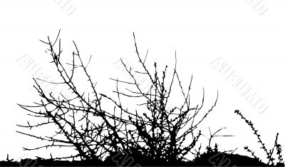 bush / silhouette / vector