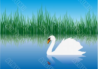 Gracious swan